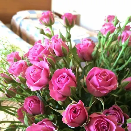 إم مونياتيس 3*